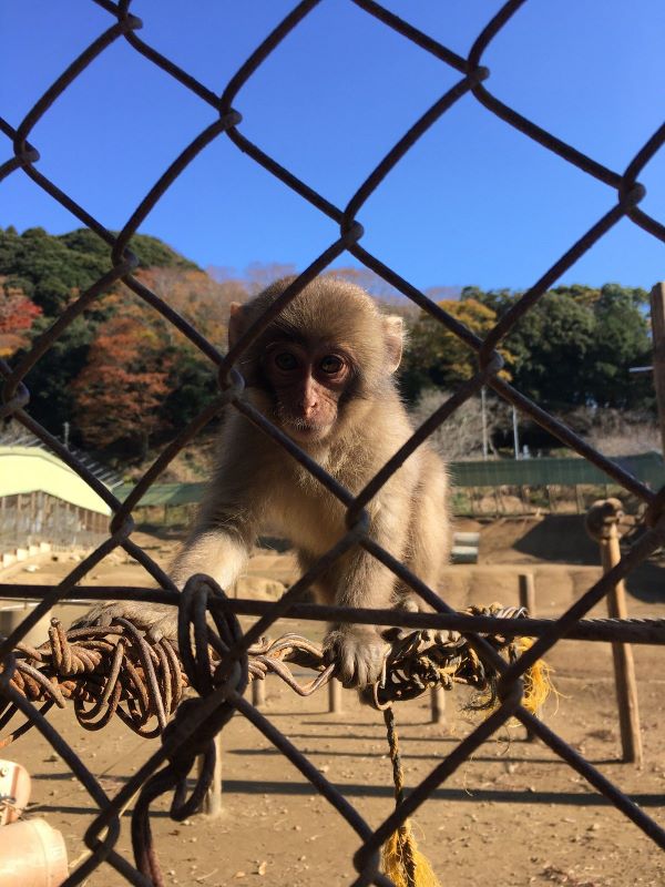 Takagoyama Nature Zoo